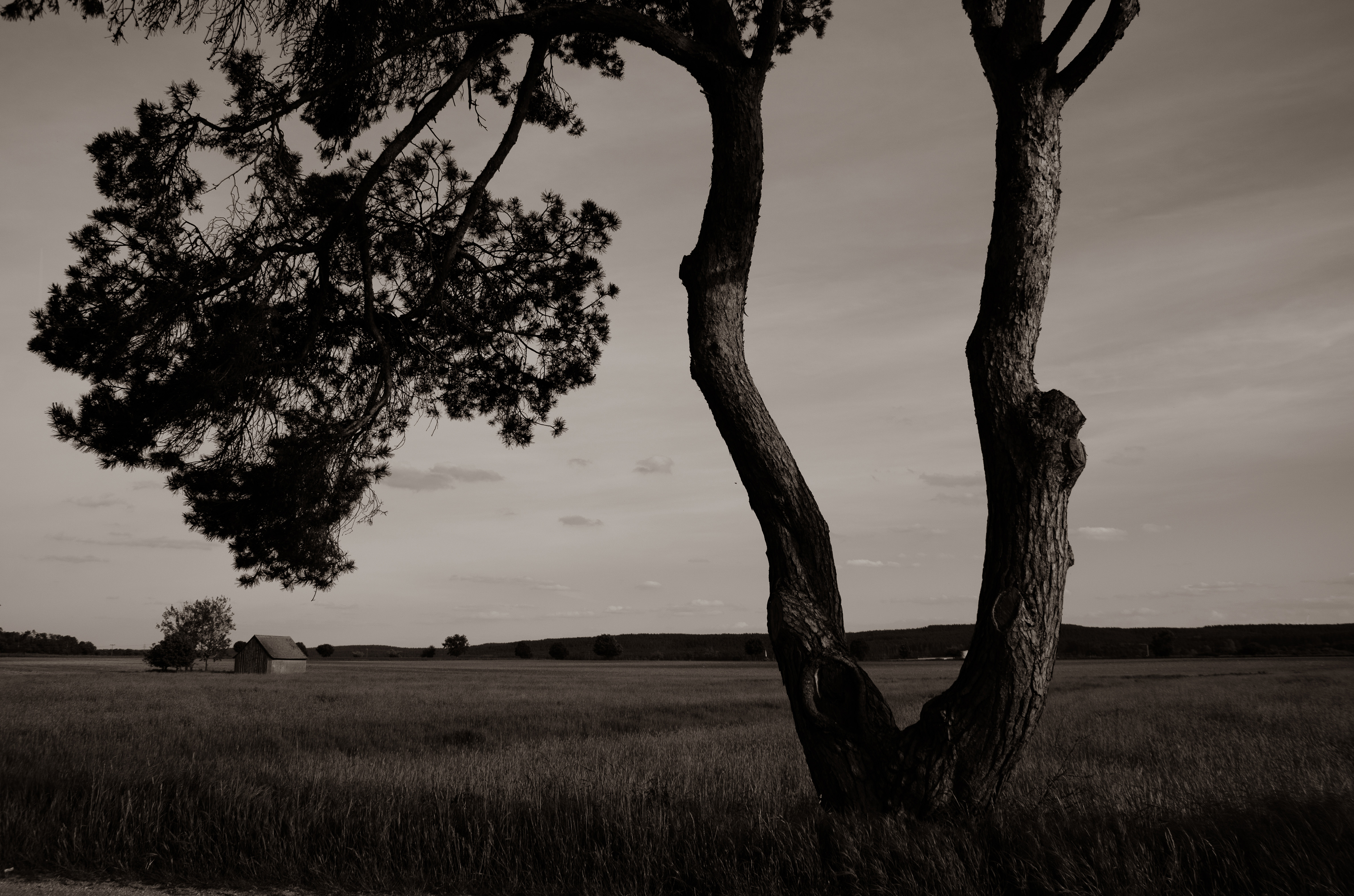 Baum und Feld in Schwarzweiß — Fotografie von Anastasiia Kuzmina